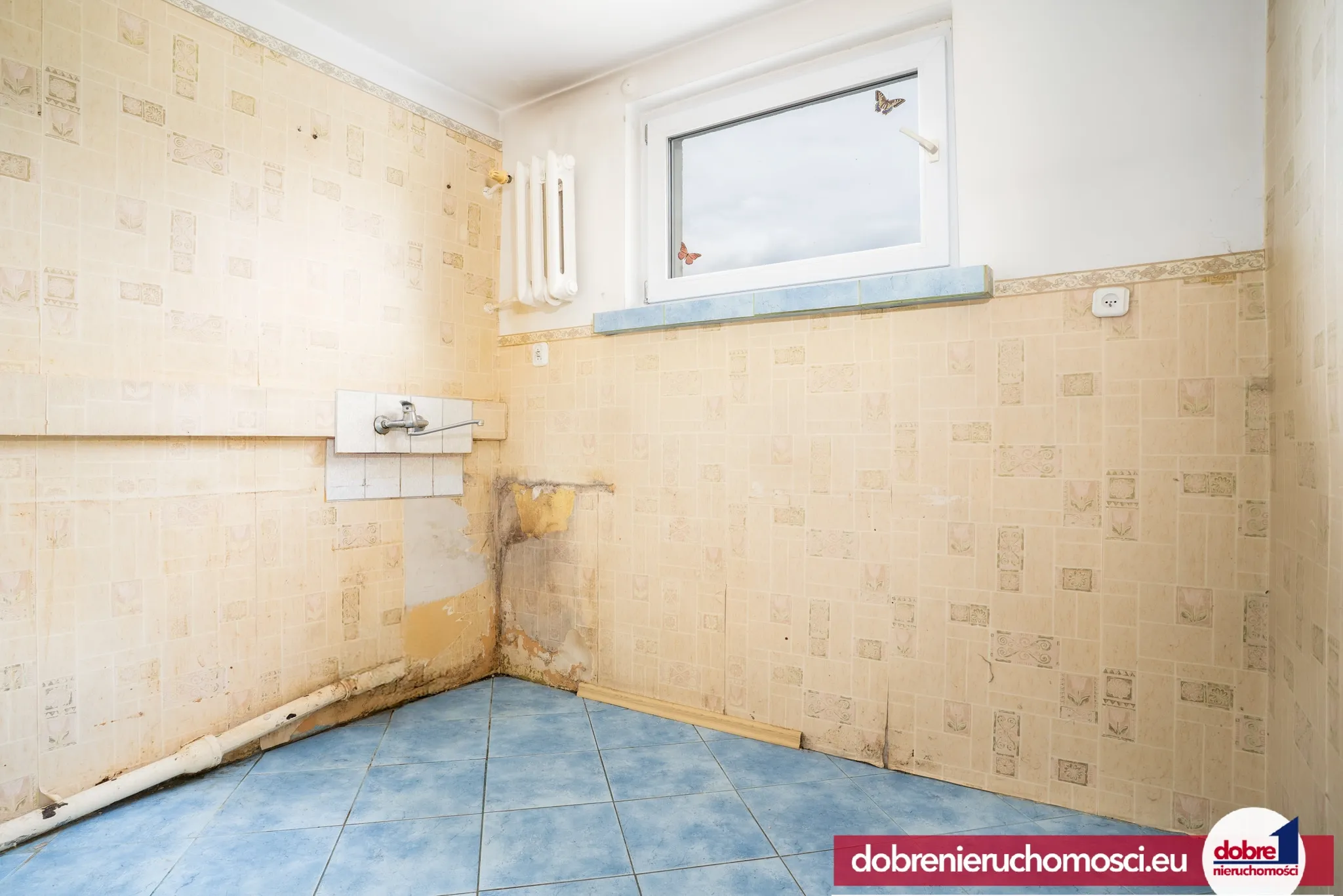 Zdjęcie 4: Złotniki